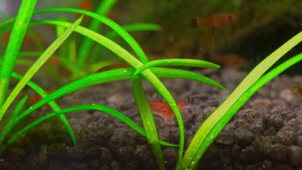 Micro Aquarium Met Rode Vissen Kersengarnalen Prachtig Zoetwateraquarium Met Groene — Stockvideo