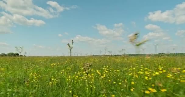 黄色の花と緑のフィールド 春の花と美しい牧草地 自然の美しさ 緑の芝生と青空と風景 リアルタイムだ追跡中だ美しい風景 — ストック動画