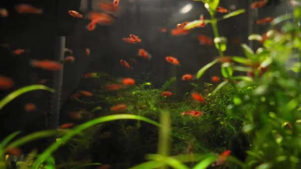 Hermoso Acuario Agua Dulce Con Plantas Verdes Pequeños Peces Rojos — Vídeos de Stock