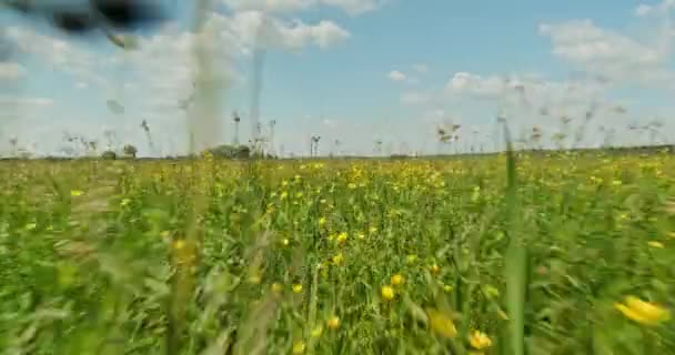 黄色の花と緑のフィールド 春の花と美しい牧草地 自然の美しさ 緑の芝生と青空と風景 リアルタイムだ追跡中だ美しい風景 — ストック動画