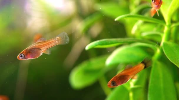 Макро Знімок Маленької Акваріумної Риби Невеликий Акваріум Смаженими Червоними Мечами — стокове відео