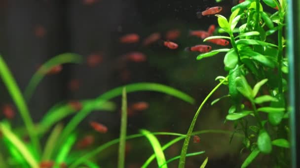 小水族馆 用红剑煎 美丽的淡水水族馆 有绿色植物和小红鱼 淡水水族馆 有一大群红薯条 — 图库视频影像