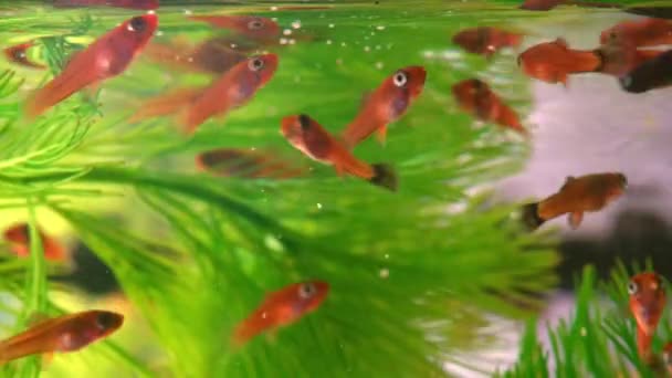 Alimentation Des Alevins Dans Aquarium Eau Douce Petit Aquarium Avec — Video