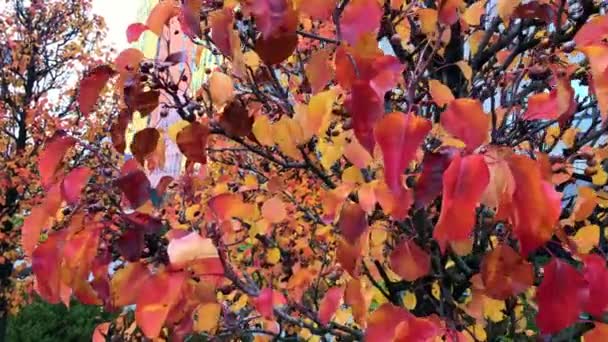 Video Von Wehendem Herbstlaub Einem Baum Nahaufnahme Von Schönen Rot — Stockvideo