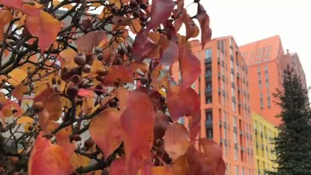 Gyönyörű Őszi Világos Narancssárga Levelekkel Háttérben Narancssárga Városi Épületek Videó — Stock videók