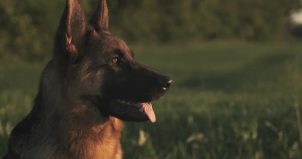 草の上にドイツの羊飼いの犬 かわいいドイツの羊飼いは 自然の上にポーズ 大きな犬の屋外で ソフトフォーカスのクローズアップ肖像画 スローモーション — ストック動画