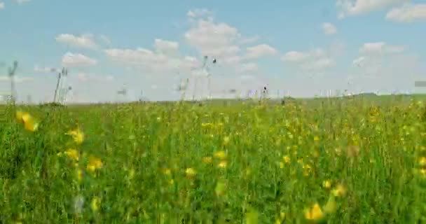 黄花绿地 美丽的草地 开着春天的花 大自然的美丽 绿草如茵 蓝天多云 跟踪目标 美丽的风景 — 图库视频影像