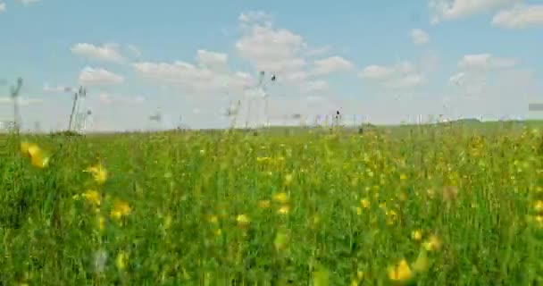 Champ vert avec des fleurs jaunes. Belle prairie avec des fleurs de printemps. Beauté de la nature. Paysage avec herbe verte et ciel nuageux bleu. En temps réel. Un tir de pistage. Beau paysage. Fleurs de champ . 