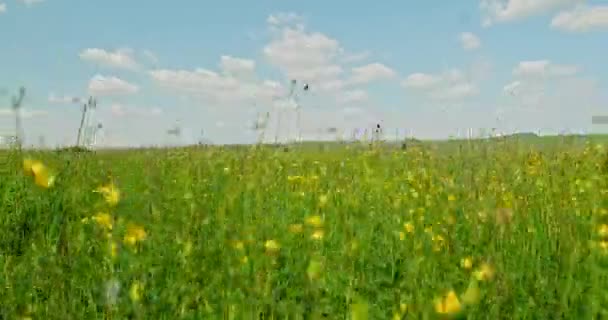 Campo Verde Con Flores Amarillas Hermoso Prado Con Flores Primavera — Vídeos de Stock