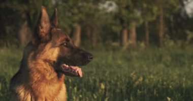 Alman çoban köpeği çimlerin üzerinde. Doğada poz veren sevimli Alman çoban köpeği. Açık havada büyük bir köpeğin yakın plan portresi, yumuşak odaklanma. Yavaş çekim.