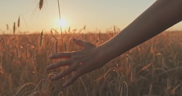 Πραγματικός Χρόνος Αρσενικό Χέρι Αγγίζει Ένα Χρυσό Αυτί Σιταριού Στο — Αρχείο Βίντεο
