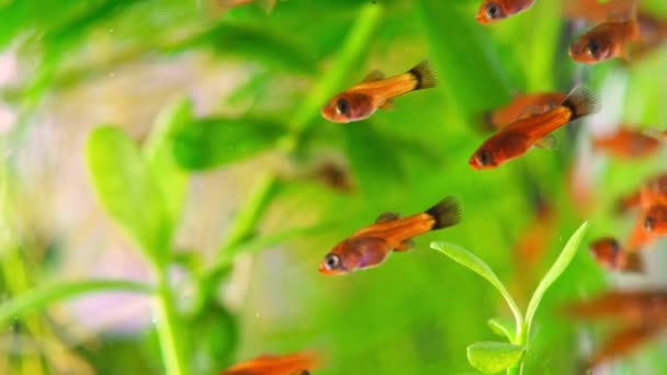 Alimentación Freír Acuario Agua Dulce Acuario Pequeño Con Espadachines Rojos — Vídeos de Stock