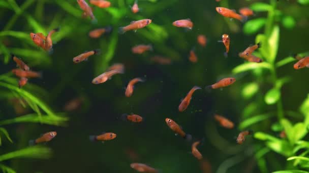 Petit Aquarium Avec Des Poissons Rouges Des Crevettes Cerises Bel — Video