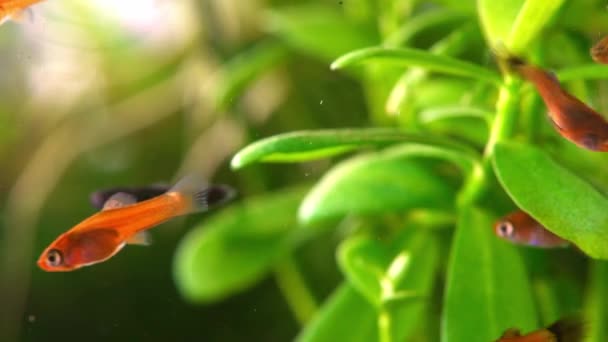 Macro Shot Pequenos Peixes Aquário Pequeno Aquário Com Espadachins Vermelhos — Vídeo de Stock