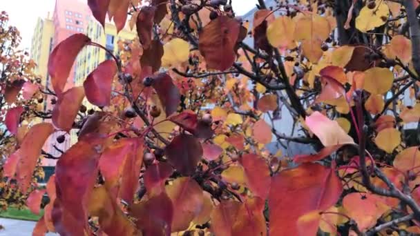 近距离拍摄美丽的红橙色落叶 秋天的叶子秋叶飘扬在树上的录像 美丽的秋天树 有明亮的橙色叶子 美丽的大自然秋天的风景 — 图库视频影像