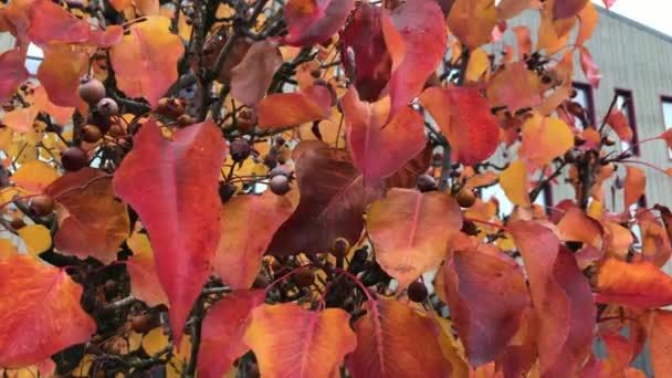 Video Waving Autumn Leaves Tree Close Shooting Beautiful Red Orange — Stock Video