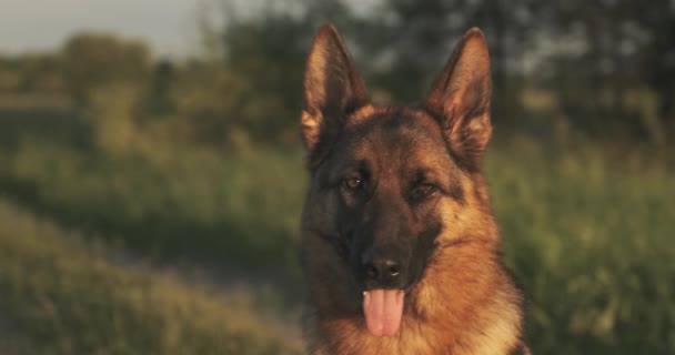 Alman Çoban Köpeği Çimlerin Üzerinde Doğada Poz Veren Sevimli Alman — Stok video