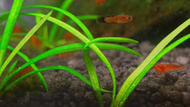 用红鱼和樱桃虾仁煎的微型水族馆 美丽的淡水水族馆 有绿色植物和小红鱼 淡水水族馆 有一大群红薯条 — 图库视频影像
