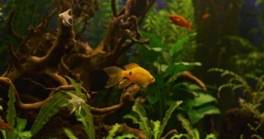 Yeşil bitkileri ve bir sürü balığı olan güzel bir tatlı su akvaryumu. Büyük bir balık sürüsü ile tatlı su akvaryumu. Güzel akvaryum manzarası. Su uzayı.