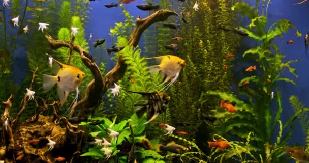 Belo Aquário Água Doce Com Plantas Verdes Muitos Peixes Aquário — Vídeo de Stock
