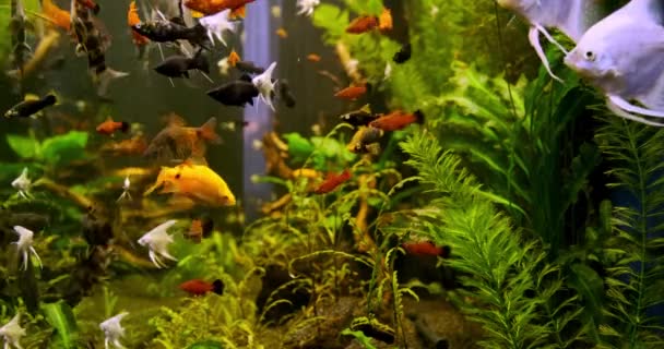 Vackert Sötvattensakvarium Med Gröna Växter Och Många Fiskar Sötvattensakvarium Med — Stockvideo