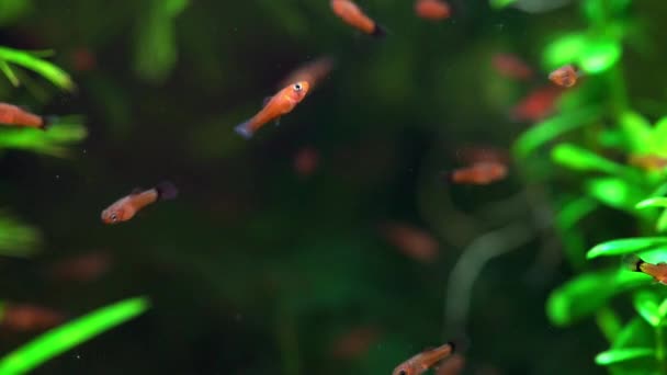 Petit Aquarium Avec Des Poissons Rouges Des Crevettes Cerises Bel — Video