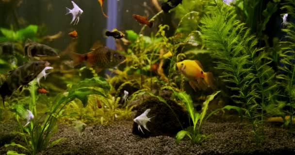 Bel Aquarium Eau Douce Avec Des Plantes Vertes Nombreux Poissons — Video