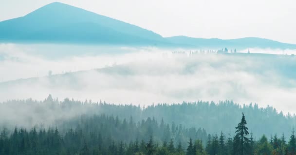 4K映像 朝の霧の山の風景へのトップビュー ウクライナ 非常に霧の多い天候と夏の野生の森の風景の時間経過 広い角度を表示します カルパティア — ストック動画