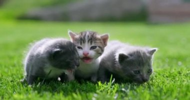 Küçük kediler yeşil çimlerde sürünüyor. Bahçedeki üç güzel gri kedi yavrusu. Tatlı Evcil Hayvanlar. Yeni doğmuş kedi yavruları ilk kez yerde sürünüyorlar..
