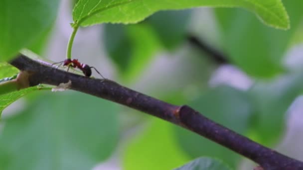 Hormiga Roja Arrastra Sobre Una Rama Árbol Primer Plano Una — Vídeo de stock