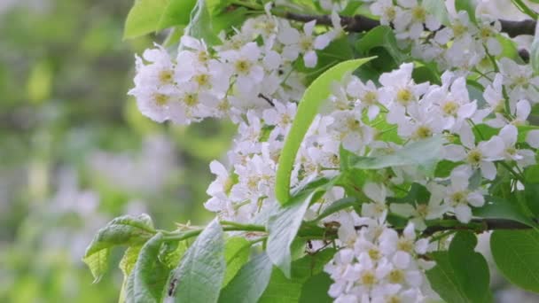 Ramo Ciliegio Con Fiori Fiore Primavera Bellissimo Ramo Albero Con — Video Stock