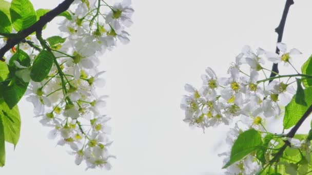 Wiśnia Kwitnie Pełnym Rozkwicie Wiosną Makro Ujęcie Kwiatu Wiśni Ptaka — Wideo stockowe
