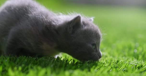 Little Kitten Crawl Green Grass Beautiful Gray Kitten Lawn Cute — Stock Video