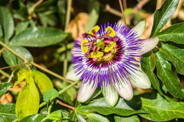 Passiflora sürüngen çiçeği.