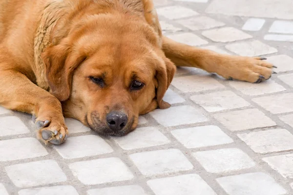 üzgün evsiz köpek.