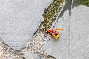 Doğu Yaban Arısı (Vespa orientalis ).