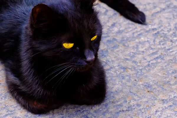 Gatto nero con gli occhi gialli. — Foto Stock