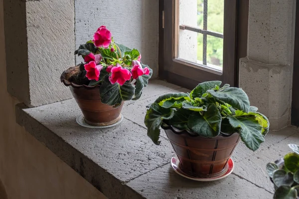 Pencere kenarında kırmızı çiçekli ev bitkisi. — Stok fotoğraf