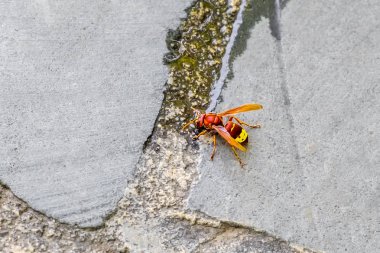Doğu Yaban Arısı.