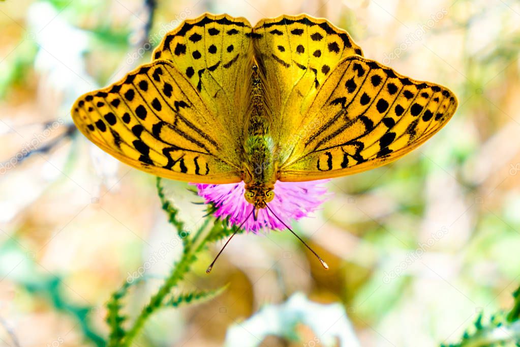 Butterfly ( Argynnis paphia ) on a flower of a thistle.