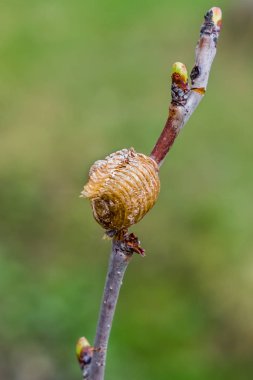 Peygamber devesi kozası bir ağaç dalında, ilkbaharın başlarında.