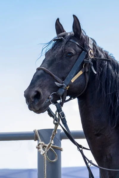 Avrupa, Kafkasya 'daki Karachai soyundan siyah takım elbiseli bir atın başı.. — Stok fotoğraf