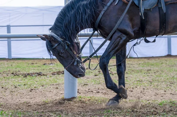 Avrupa, Kafkasya 'daki Karachai soyundan siyah takım elbiseli bir atın başı.. — Stok fotoğraf