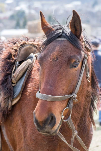 Avrupa, Kafkasya 'daki Karachai soyundan siyah takım elbiseli bir atın başı.. — Stok fotoğraf