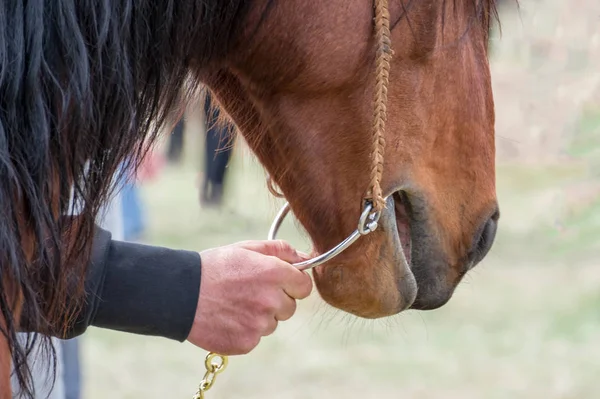 Рука тримає мотузку коня, крупним планом . — стокове фото
