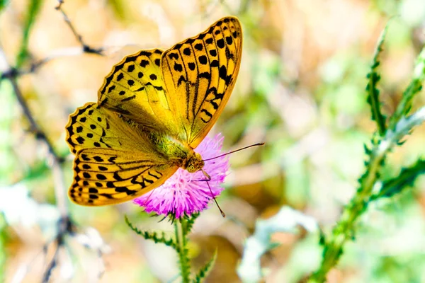 Kelebek (Argynnis paphia) bir devedikeni çiçeğinin üzerinde.