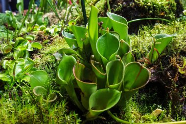 Heliamphor Raptor bitkisinin çalılığı (Heliamphora) doğal çevrede, yakın çekim.