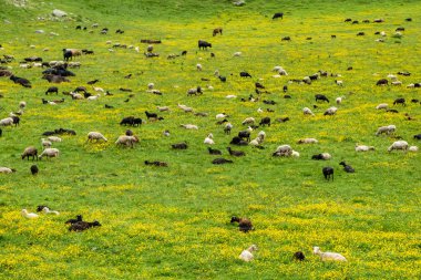 Yüksek bir çayırda otlayan inek ve koyun sürüleri..