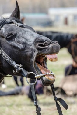 Head of a black suit horse with grinned teeth. clipart