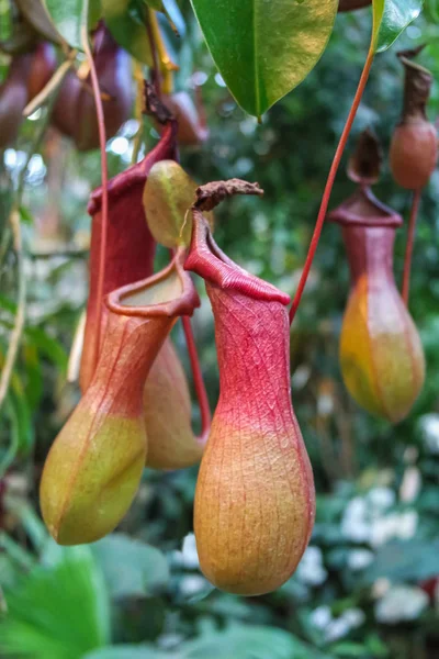 Ein Strauch eines fleischfressenden Pflanzenkruges (nepenthes) in freier Wildbahn, Nahaufnahme. Stockfoto